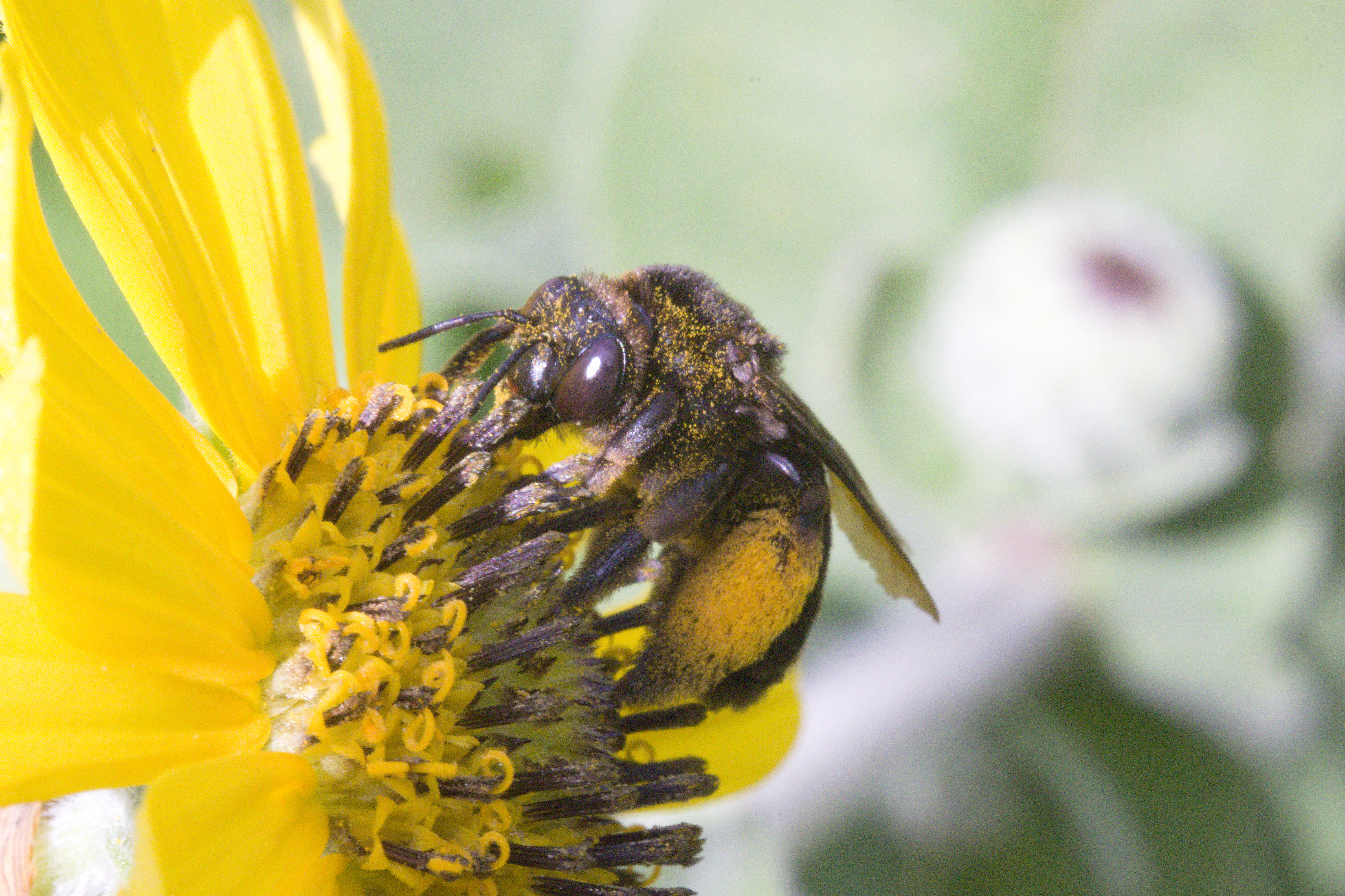 Bumblebee