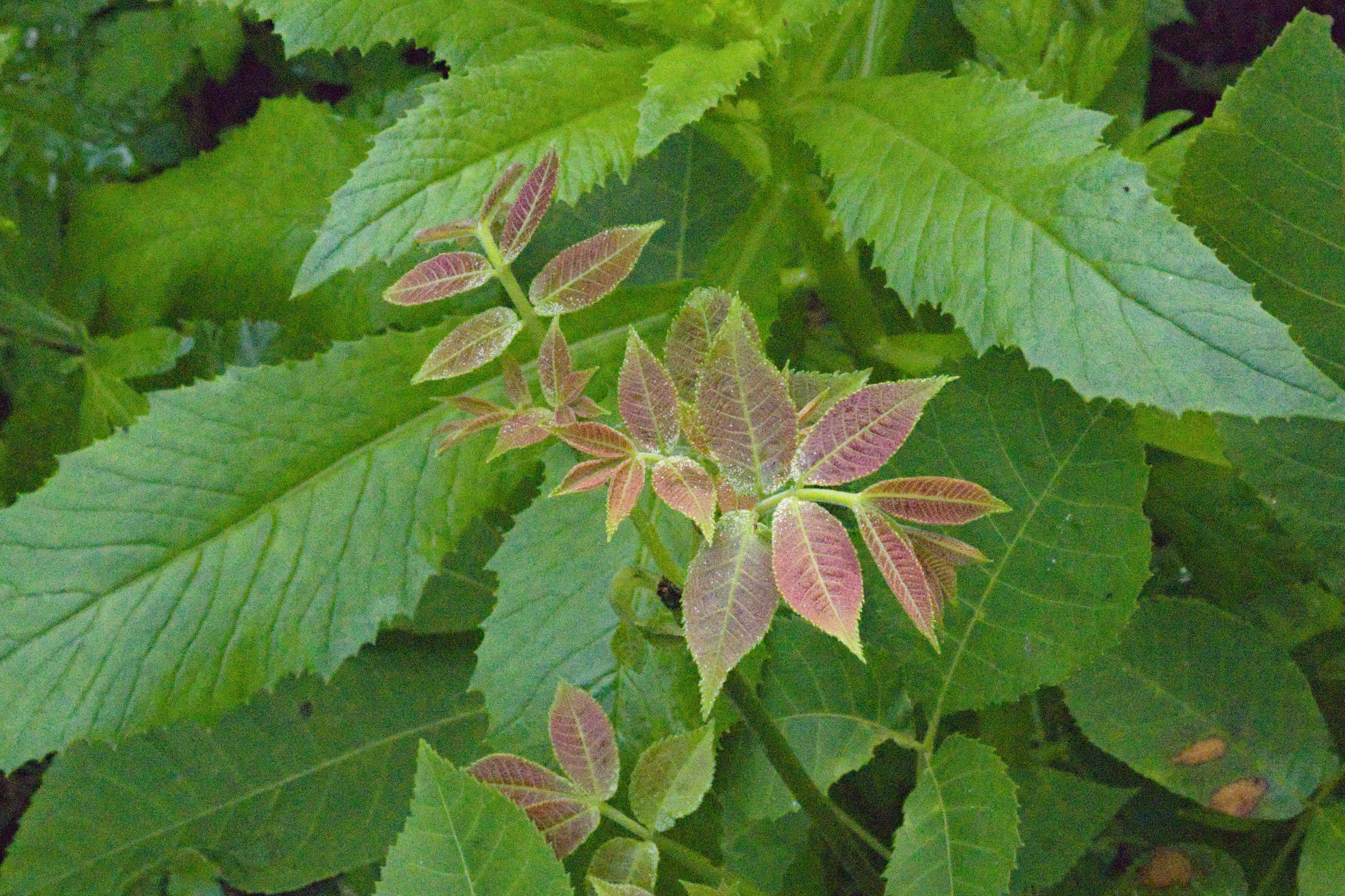 Unidentified Plant