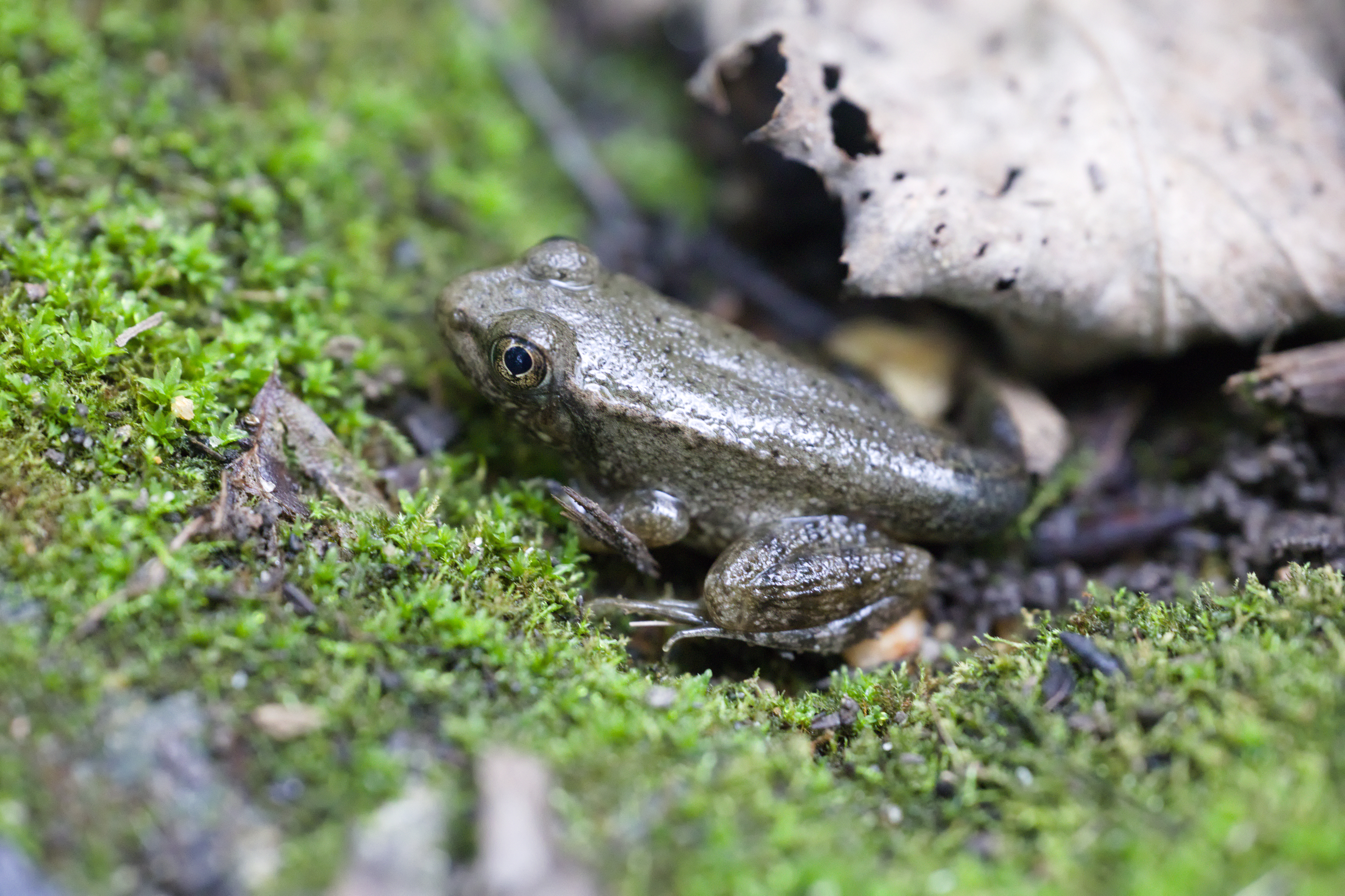 Unidentified Frog