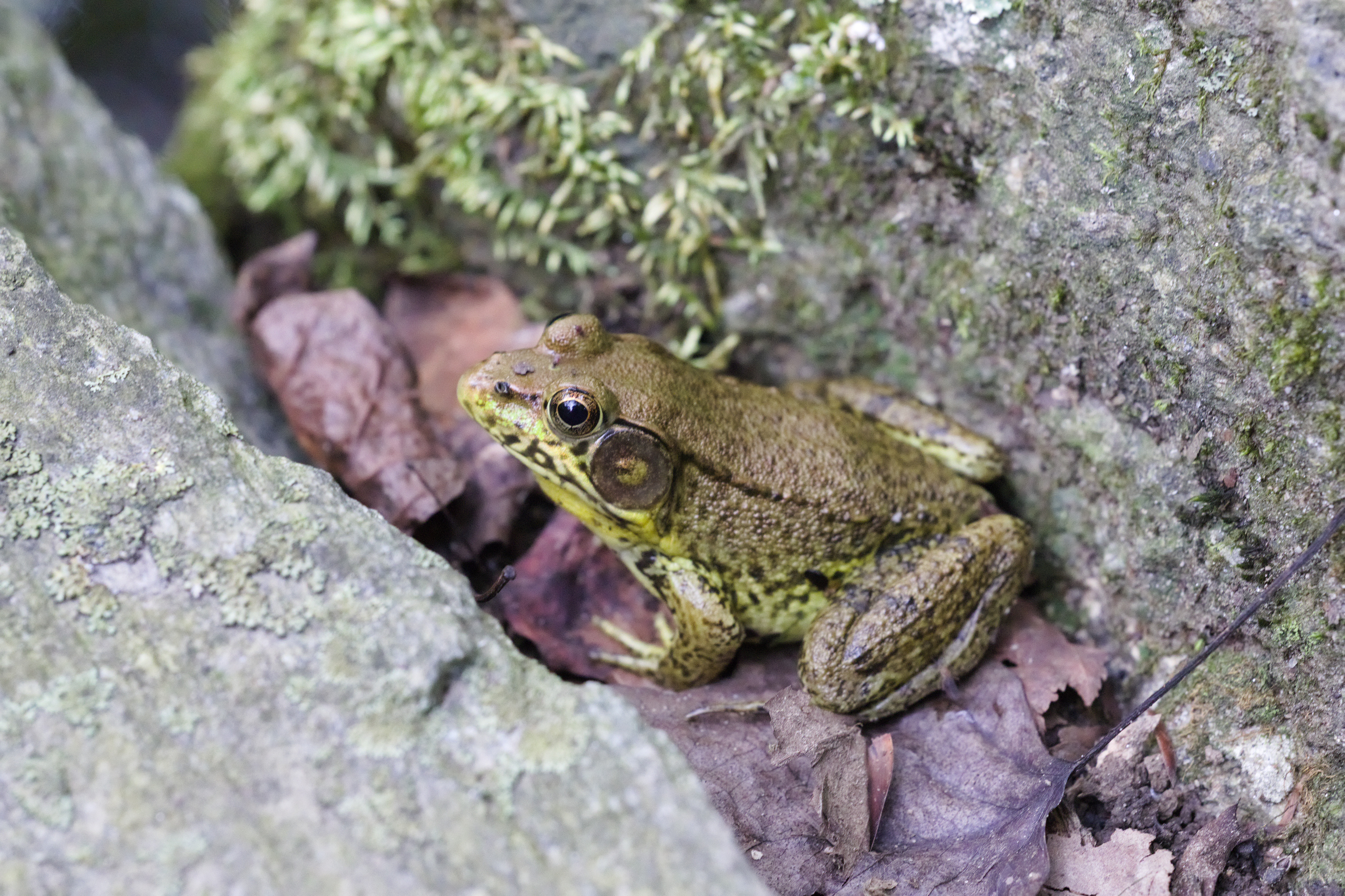 Unidentified Frog