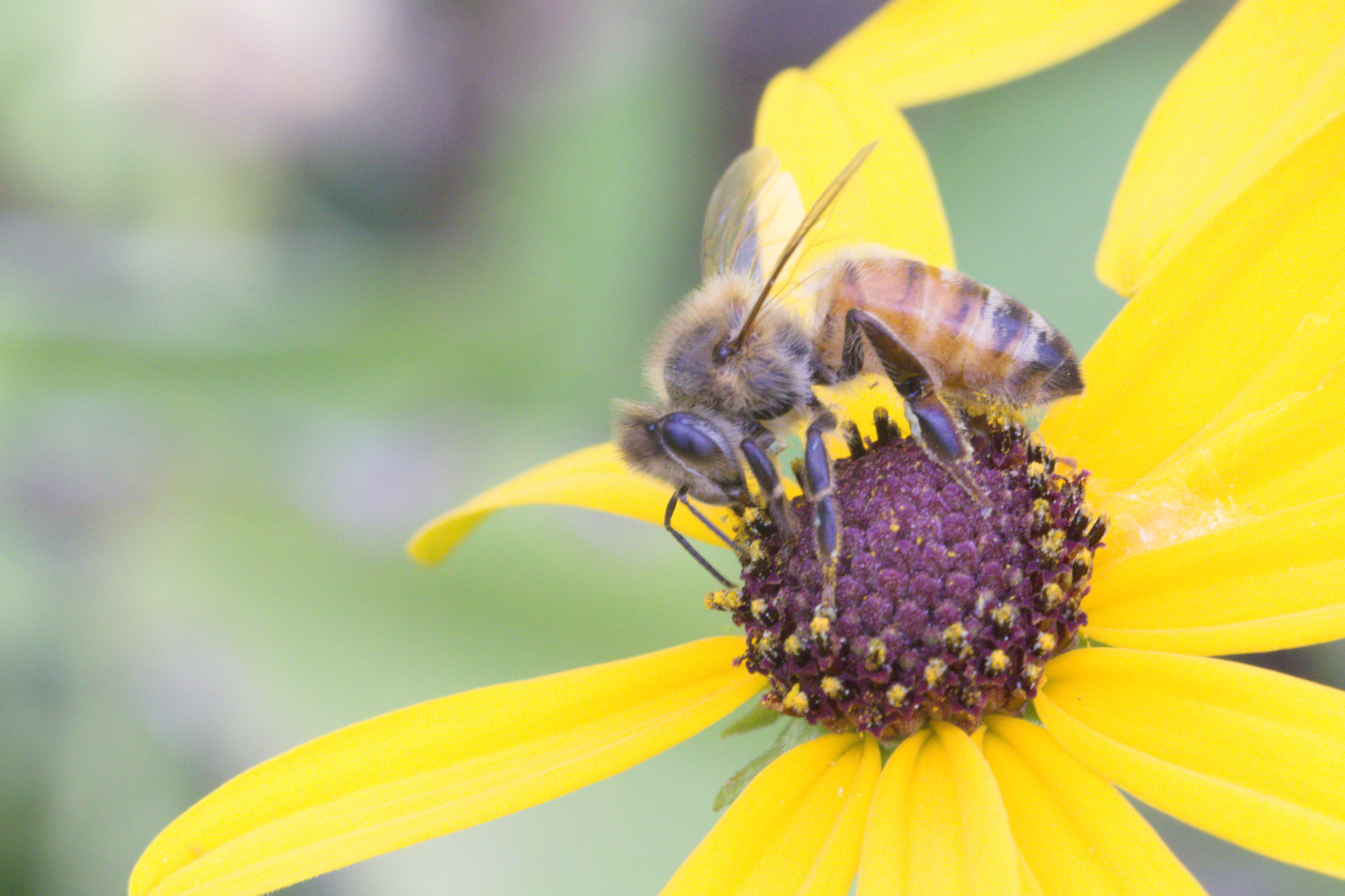 Honeybee