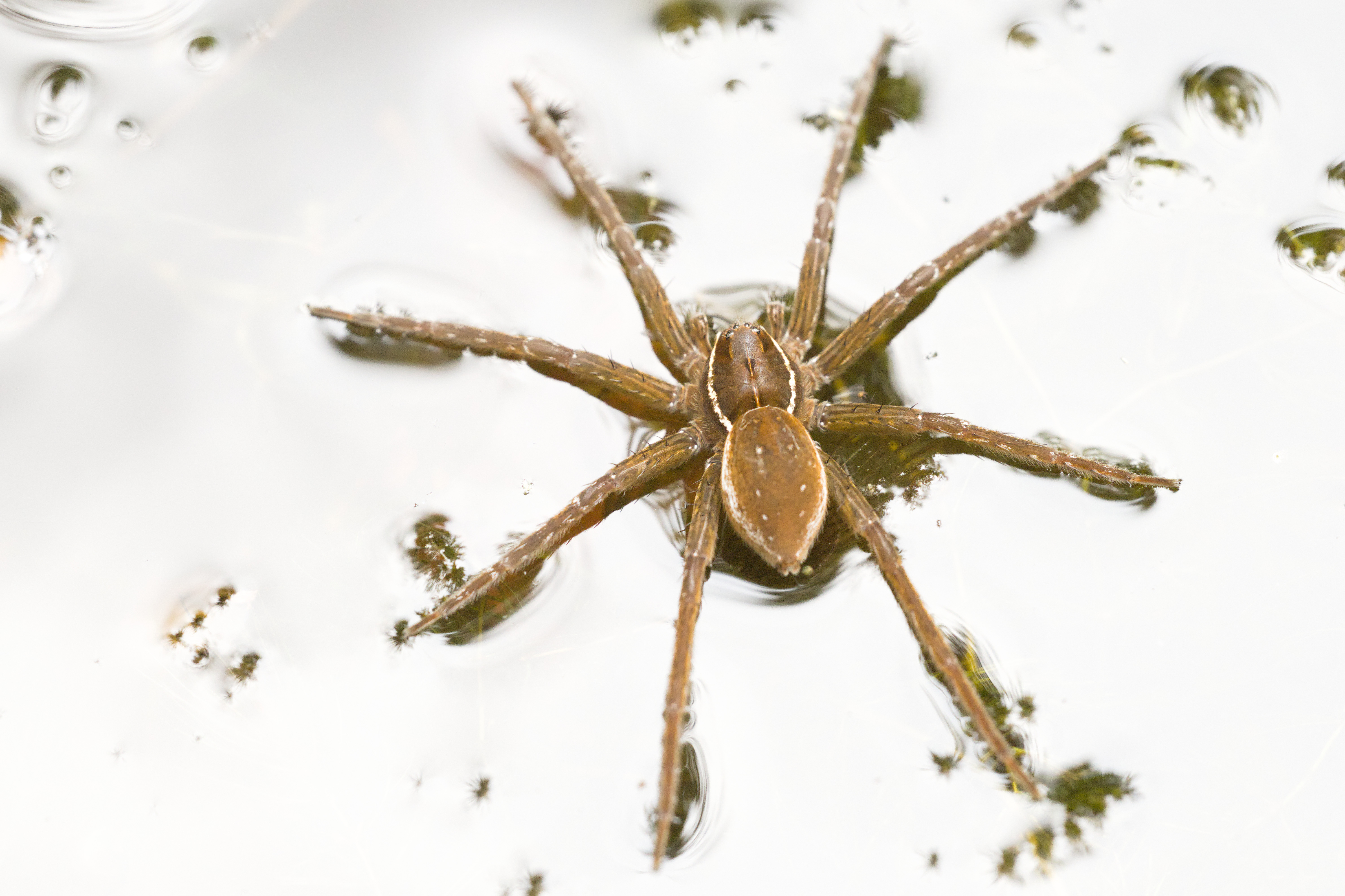 Fishing Spider