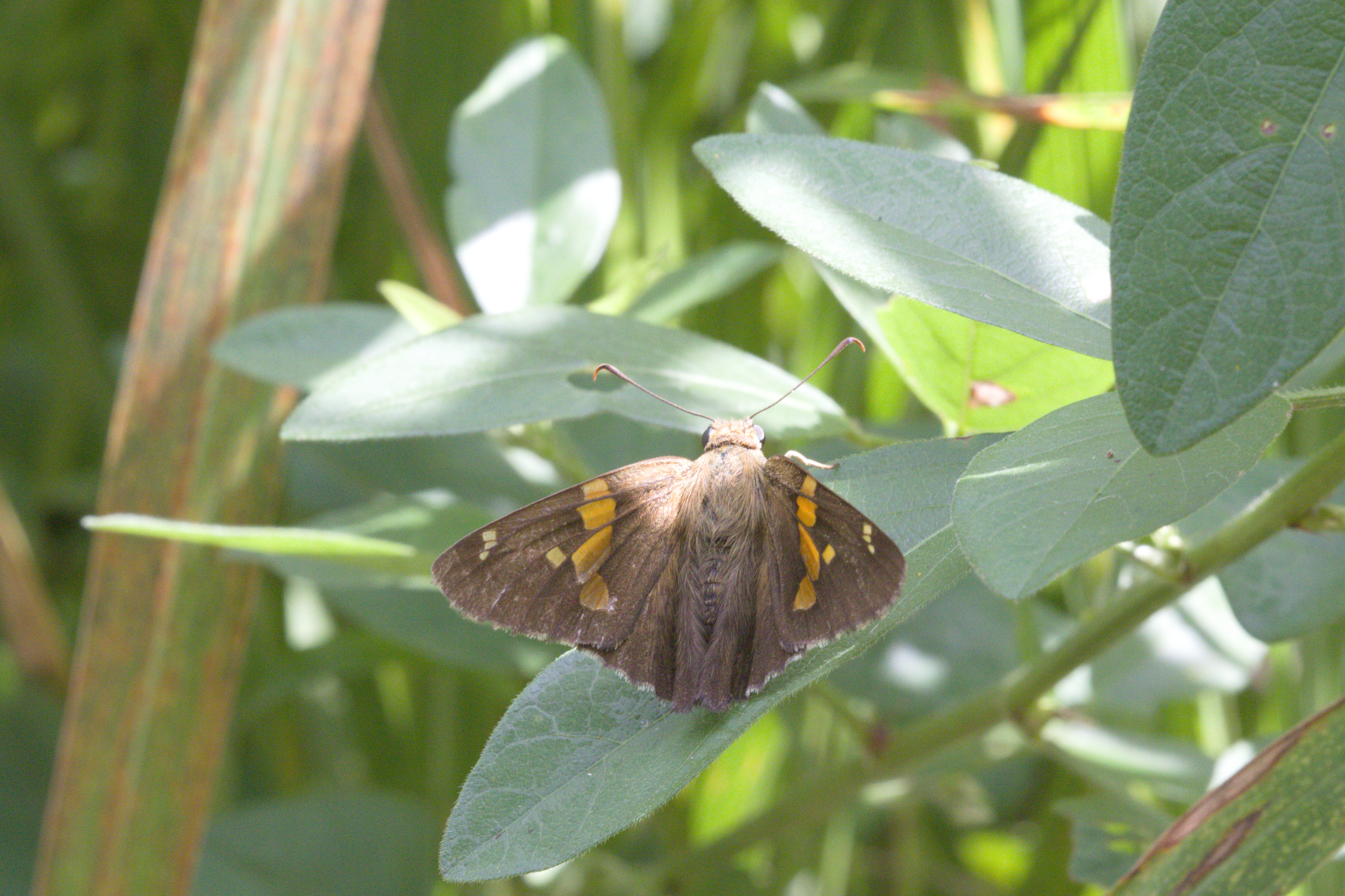 Unidentified Moth