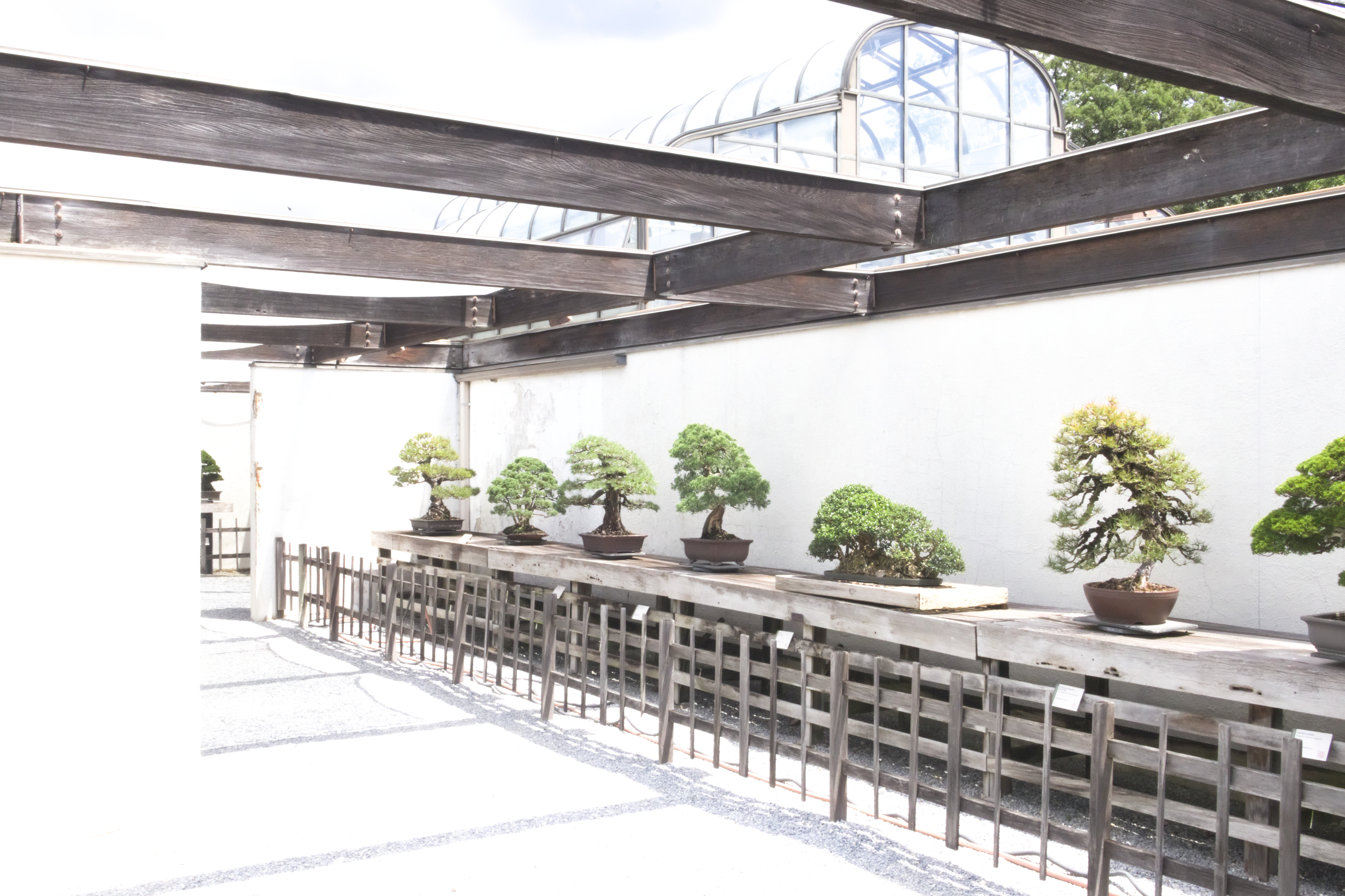National Bonsai Museum